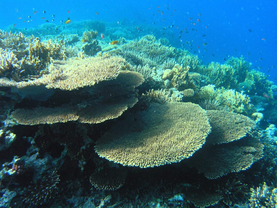 Табличные кораллы и рифовые рыбы в мелководье Красного моря