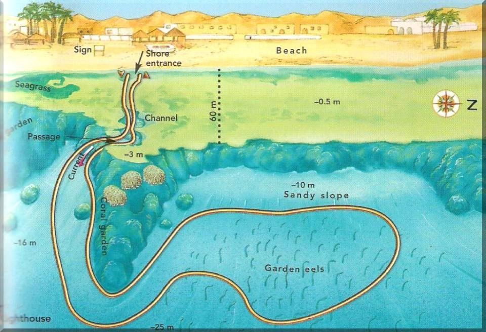 Карта дайв-мест «Eel Garden»